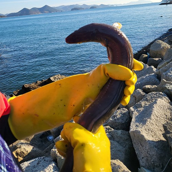 통영 자연산 장어 손질 바다장어 붕장어, 1개