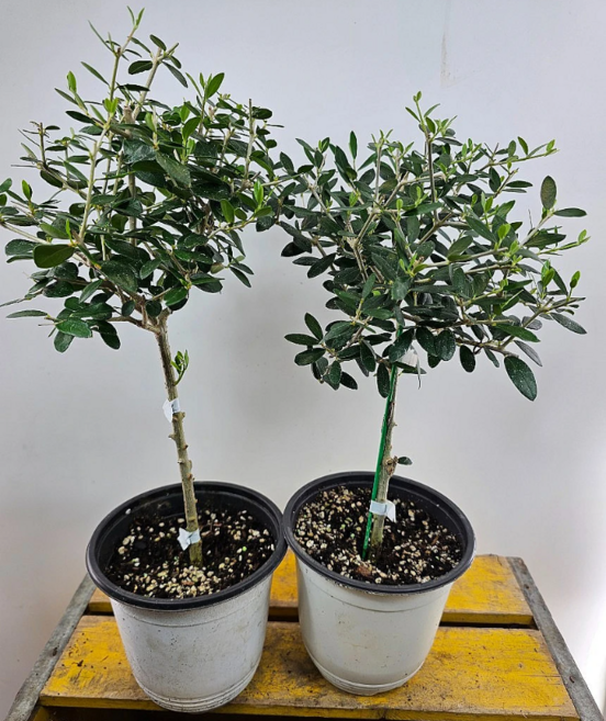 (핫도그) 올리브나무 높이 25~40CM 1개