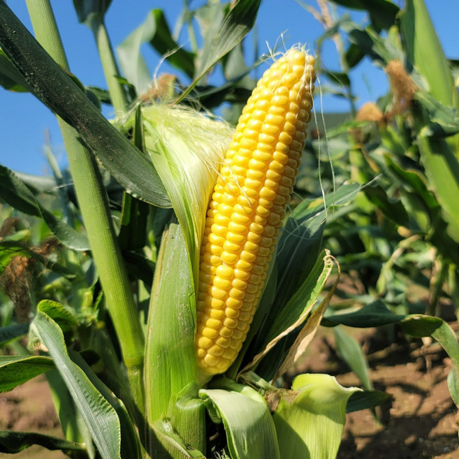 하라네 국내산 무주 초당옥수수 고당도 냉동 손질 옥수수 특품, 20개, 냉동 초당옥수수 9cm이상