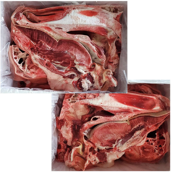 (머리뼈포함) 육우 거세 소머리정육 발골 반마리 냉동, 1개