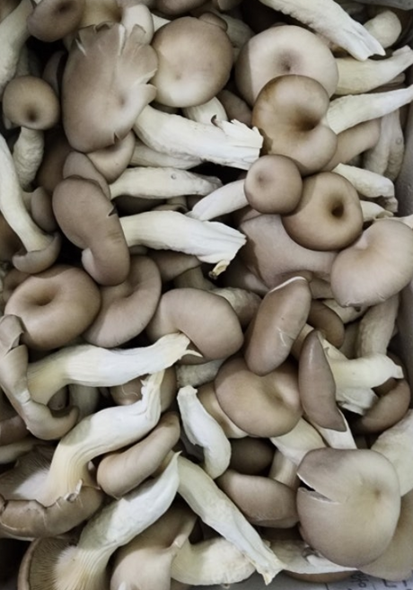 국내산 재래식 큰 느타리 버섯, 1개, 1kg