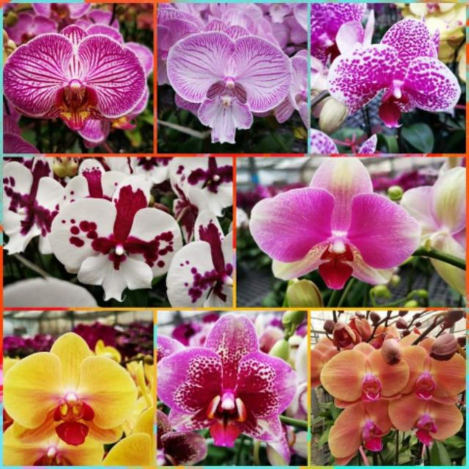 蝴蝶蘭 蘭花盆栽 園藝 室內植物 蘭花苗 蝴蝶蘭苗, 市場一般常見品種