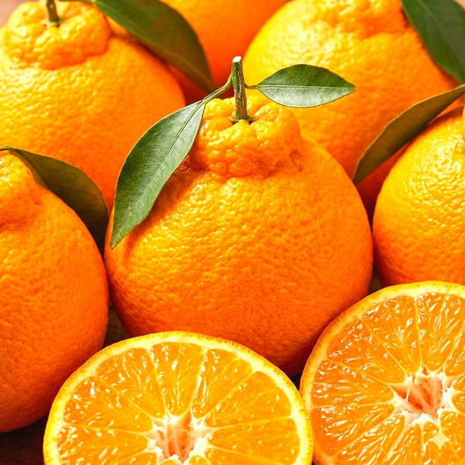 [3일간초특가] 고당도 제주 한라봉 노지, 1박스, 10kg 강력 추천 혼합과