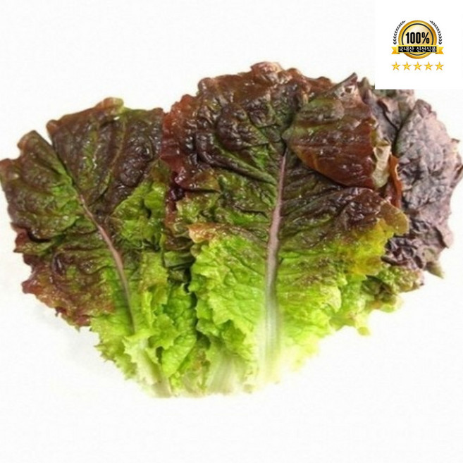 [오늘수확 당일발송] 국내산 상추 적상추 꽃상추, 1개, 4kg