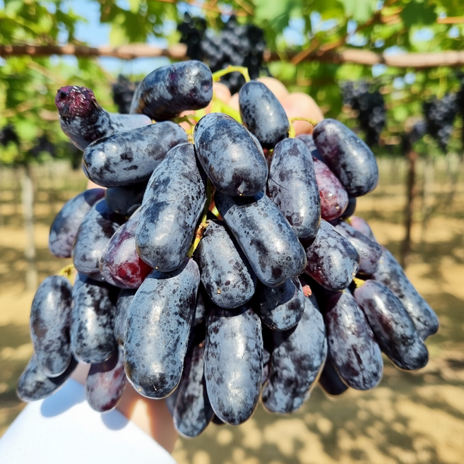 맑은마켓 재구매율1위 20Brix 블랙사파이어 포도, 1박스, 1kg