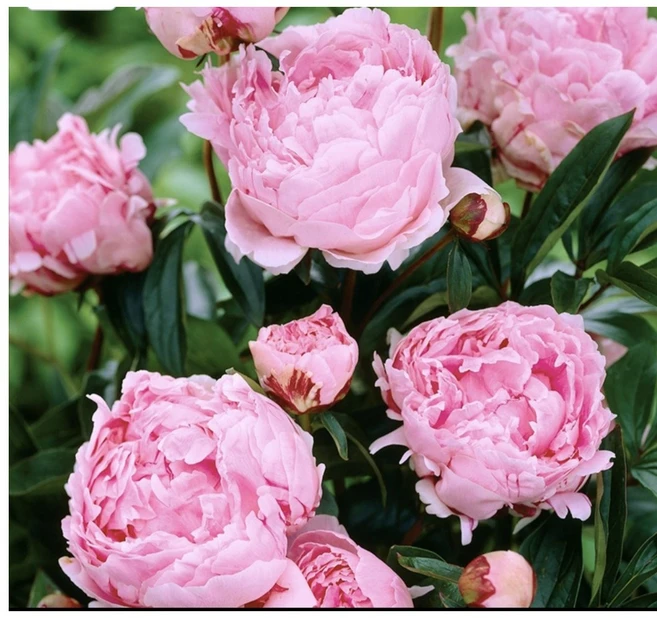 사라베른하르트 작약구근(4~6촉) 겹작약뿌리 봄꽃, 1개 - 쿠팡