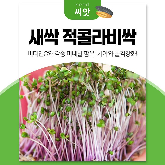 세경팜 적콜라비싹 30g 새싹채소 씨앗, 5개