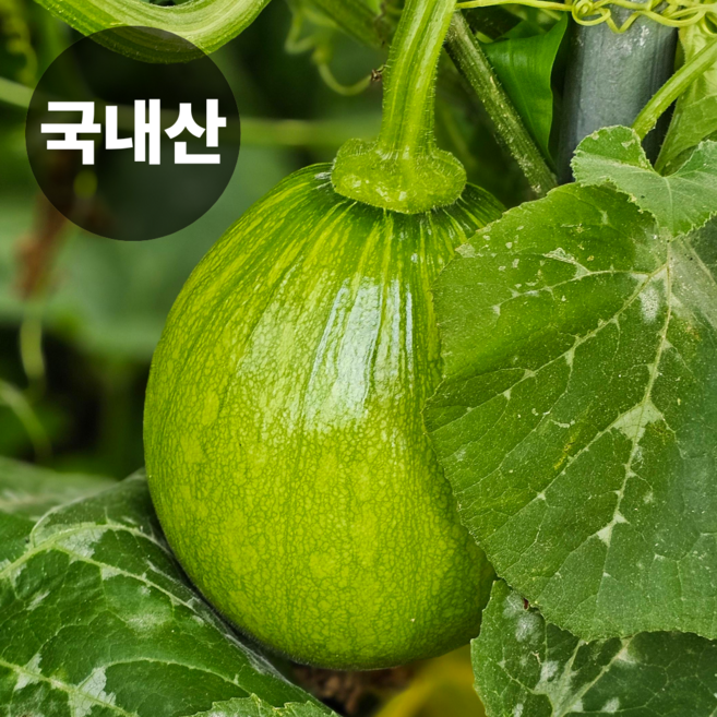 [초특가할인] 호박 국산 풋호박 둥근호박 조선호박, 1박스, 풋호박 (둥근호박) 5kg