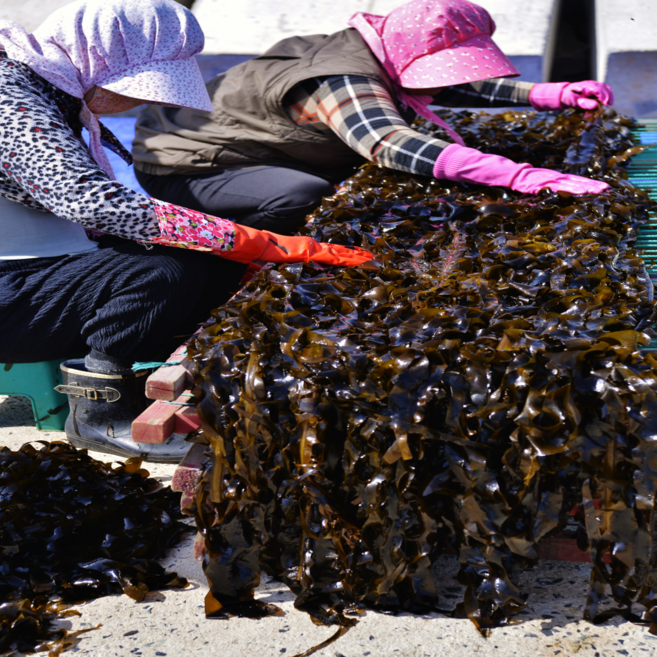 산지직송 자연산 생 돌미역 산모미역 산후조리, 1개, 2kg