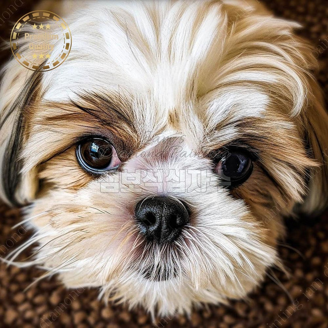 비즈보석십자수 시츄 강아지 눈동자 잼보석 대형, 80x80 /이미지크기 70x70 cm
