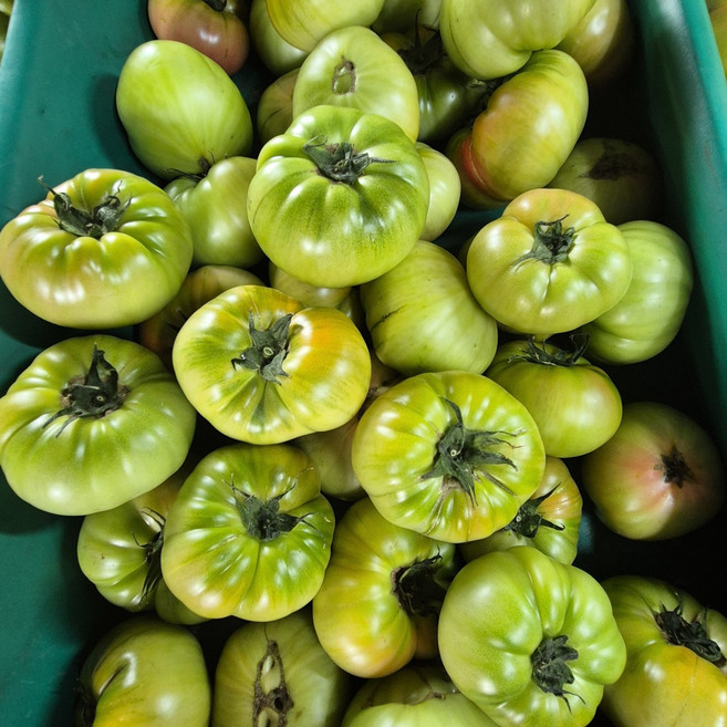 대저토마토 못난이 파지 기형 대형토마토 5kg, 1박스