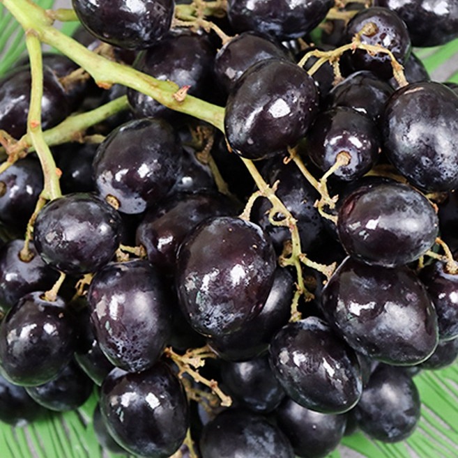 수입포도 블랙포도 1kg 2kg 포도제철, 1개