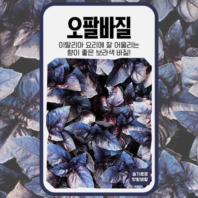 오팔바질 씨앗 1000립 세계종묘 종자 모종 씨 작물 허브 향신료 바질 비올레토 스위트바질, 1개