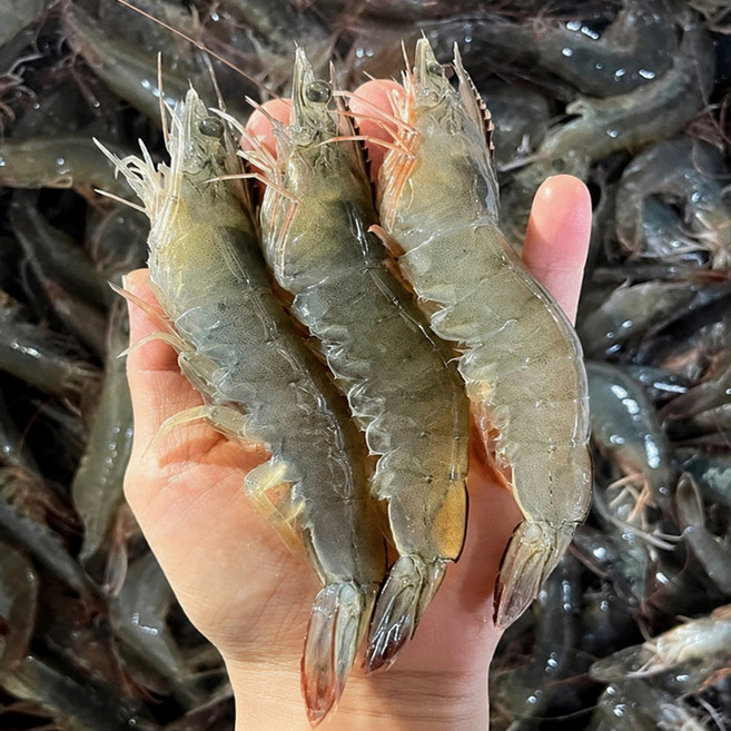[50박스한정] 국산 횟감용 흰다리새우 생새우, 1박스, 500g