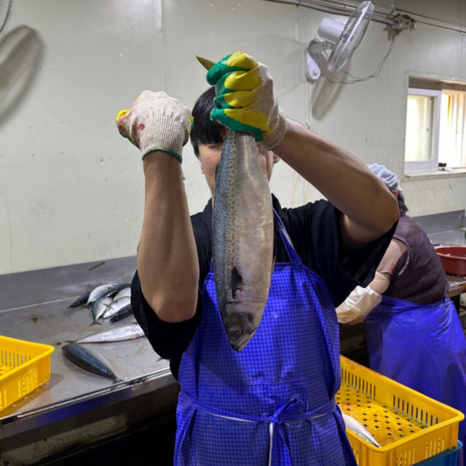 대사이즈 자반고등어 10미 냉동 31-33Cm 사이즈, 1세트