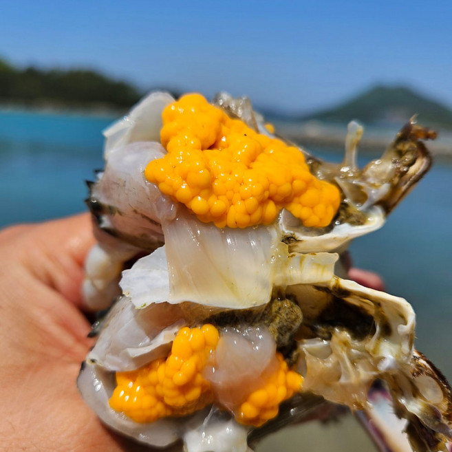 서해안 자연산 신선 활암꽃게 산지직송 꽃게, 1개, 1kg(4~6미)