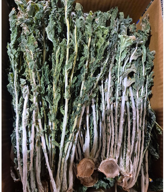 강원도 정선 무청시래기 건시래기 자연건조 시래기, 1박스, 건시래기 1kg