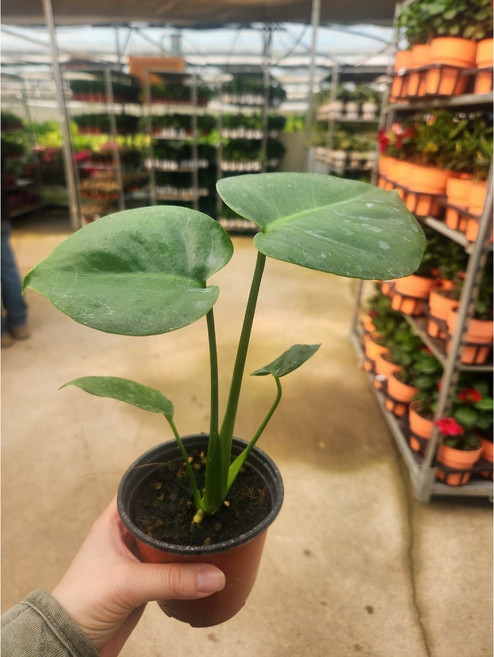 에이피플랜츠 몬스테라델리시오사 소품 국민식물 반려식물 공기정화, 1개, 기본