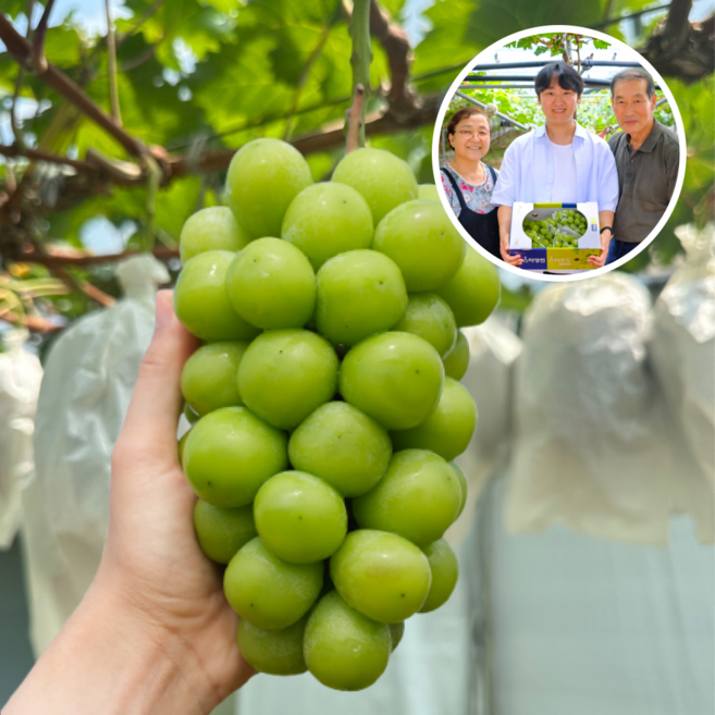 [홈쇼핑완판!] 영천 초고당도 20brix 선물용 샤인머스켓, 1개, 4kg_프리미엄(6~8수)