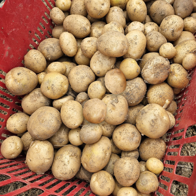 [초특가할인] 감자 국내산 햇 수미감자 알감자 조림감자, 1박스, 조림용 감자(중소사이즈) 10kg