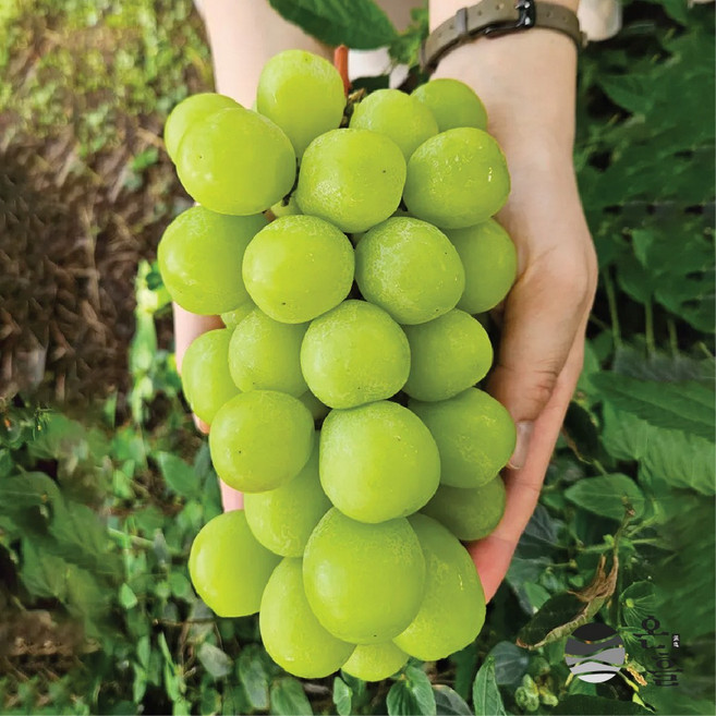 [온흘] 갓수확한 고당도 경북상주 샤인머스켓 가정용 업소용, 1박스, (특품) 2kg (5-6수)