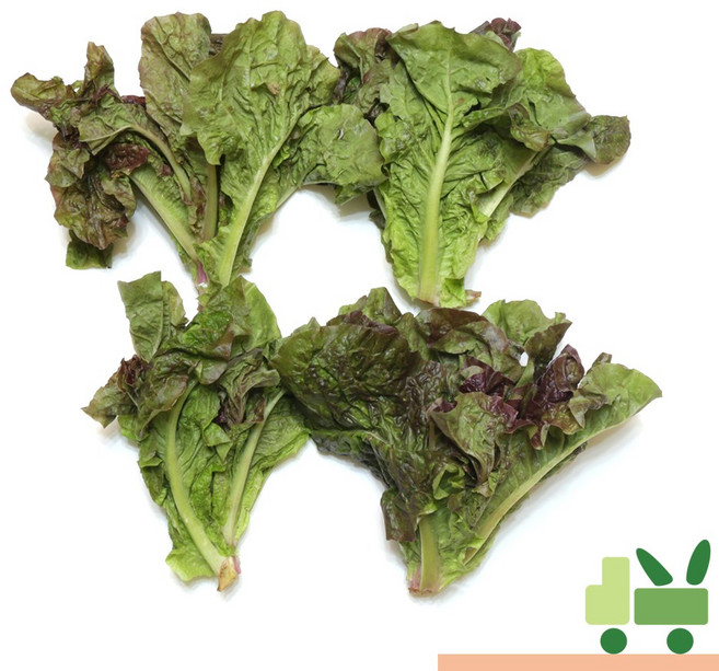 사라상회 쫑상추 절이지상추 1Kg, 1개