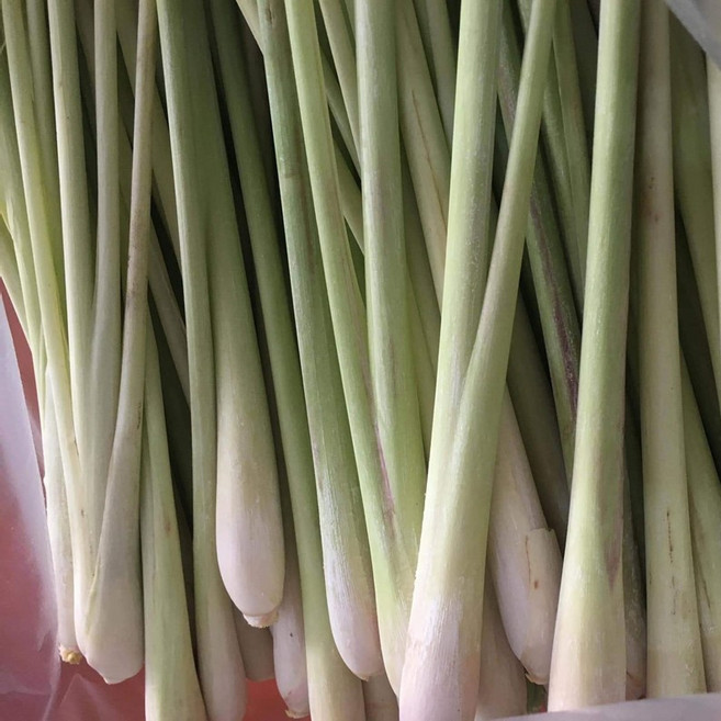베트남 Sa tuoi Fresh 레몬그라스, 5개, 1kg
