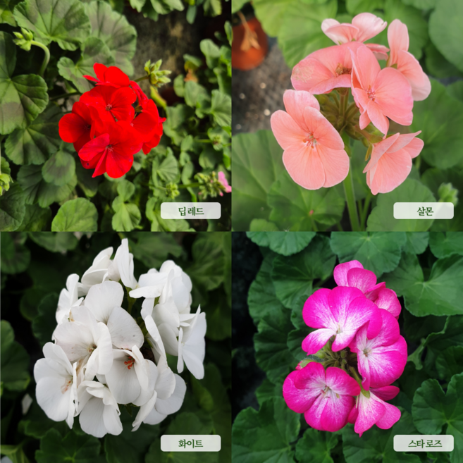 꽃팡팡 제라늄 10cm포트 7가지색 농장직송 베란다꽃 사계절꽃 생화 영양제증정, 5개