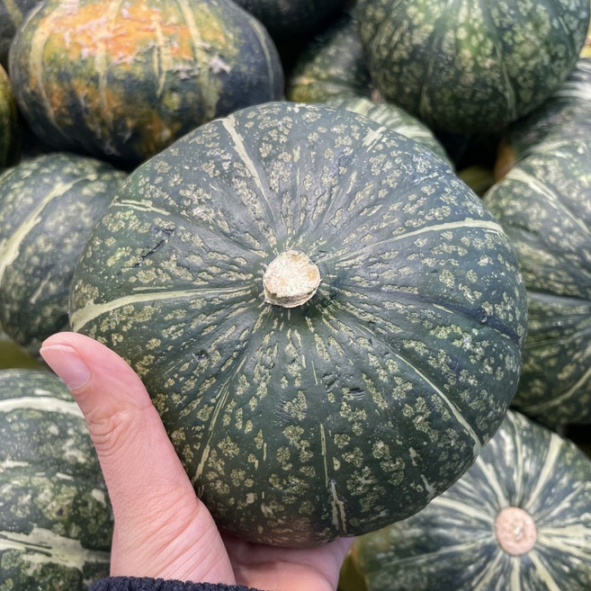 26년 제주 햇 미니 단호박 밤호박 밤단호박 보우짱, 1개, 2kg