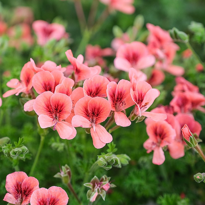오렌지랜디 제라늄 리갈계 꽃 화초 모종, 오렌지랜디(소), 1개