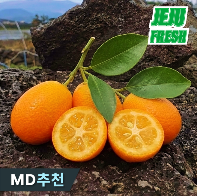 [단4주특가] 산지직송 새콤달콤가득 제주금귤 낑깡, 1박스, 1kg (왕특)