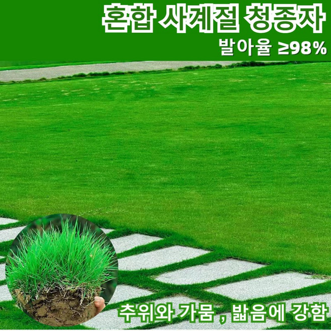 7일 발아 풀씨앗 혼합 사계절 청종자 정원용잔디 공원 산소 잔듸 혼합종자 사계절 내내 푸르게 유지, 혼합 사계절 청종자500g, 1개