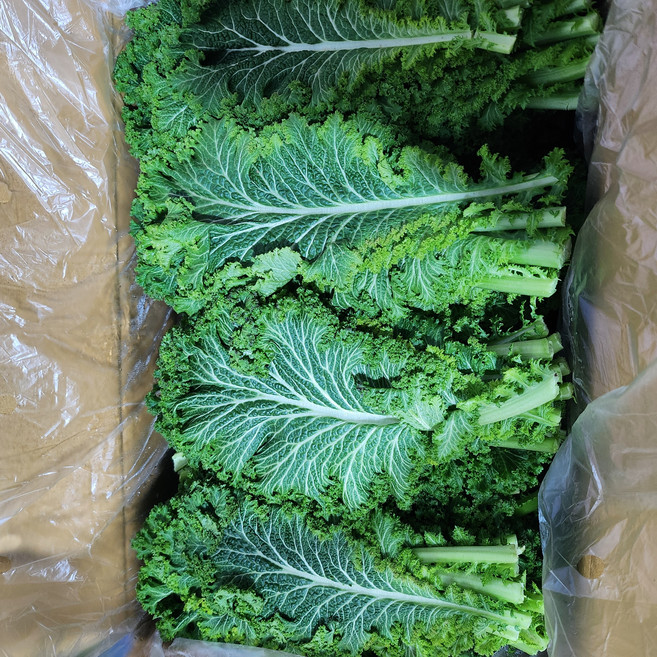 [20박스초특가]누리채소 신선 청겨자 겨자 쌈채소 쌈야채 샐러드야채 [실중량:1.8-2KG], 1박스, 2kg