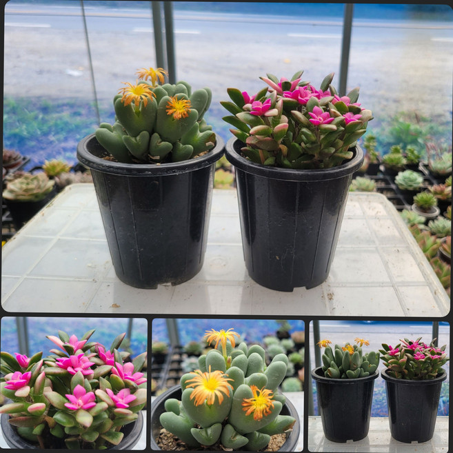 초보도 키우기 쉬운 다육 하특축전 +핑크취설송