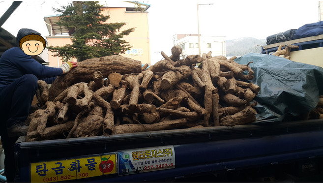 국산 자연산 야생 생칡 뿌리 10kg 암칡 알칡 통칡, 1개
