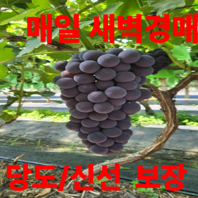 매일 새벽경매 고당도 거봉 포도, 1박스, 1kg (20brix)