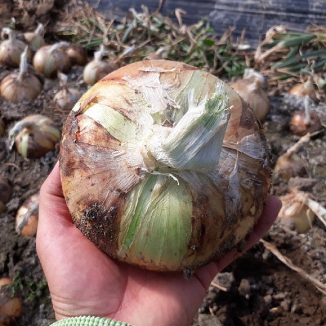 국산 노지 햇양파 10kg 특대 대용량 야채 식자재 식당추천, 1개, 10키로중