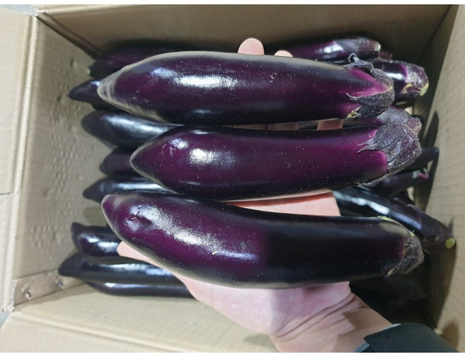 국내산 가지 1kg 최상품 가지나물 생가지, 1개