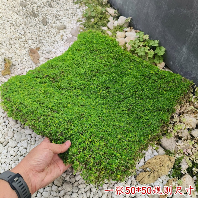 더블에프 인조 이끼 모형 조화 43x43 이자카야 1장 작은 헤어드 플라스틱 A타입 개업 식물, 정규판 두께 50 50, 1개