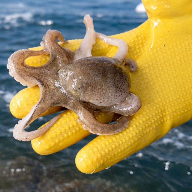 [초특가]봄제철 랜덤 알배기 생물 알쭈꾸미, 1개, 1kg