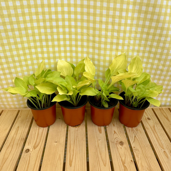 황금비비추 호스타 다년초 2+1, 1개