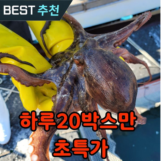 [역마진초특가] 국산 생물 돌문어 산지직송, 1박스, 1kg(1-4미)