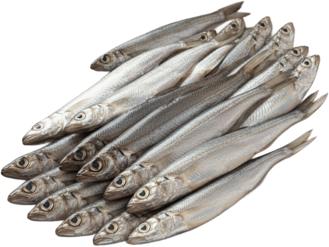 [프리미엄등급] 손질 간편한 급냉 도루묵 500g 알가득 한팩, 1개, 산바다]동해안 도루묵 500g (급냉)