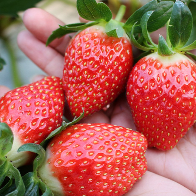 해송 국내산 상큼달콤 생딸기 산청딸기, 1박스, 750g(초이스 대과)