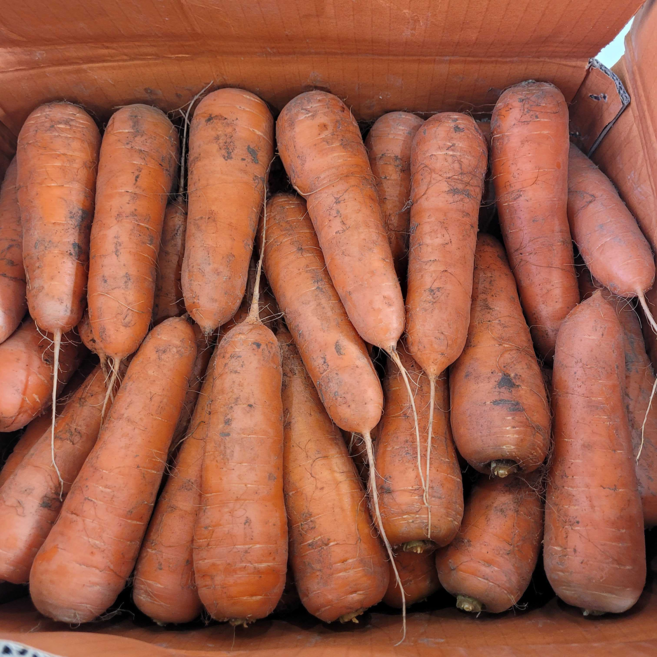 [특품] 당근 제주직송 26년달콤아삭 구좌당근, 1개, (중) 5kg