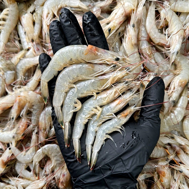 국산 신선급냉 냉동 새우 중하새우 생새우 특품, 1개, 2kg