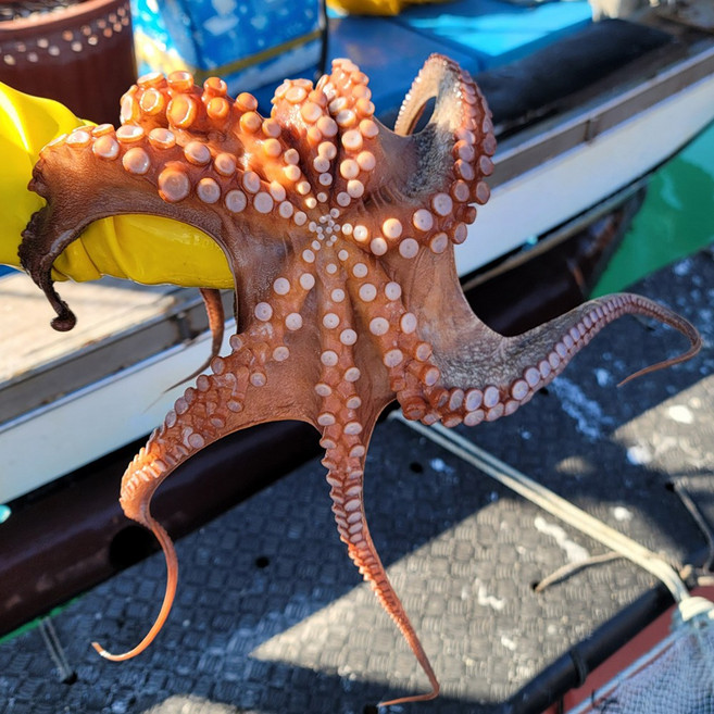 제수용 활 돌문어 1kg 1미, (제수용)돌문어 1kg (1미), 1개