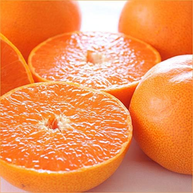 [꿀향기] 15Brix이상 당도선별 제주농장직송 천혜향, 1박스, 10kg