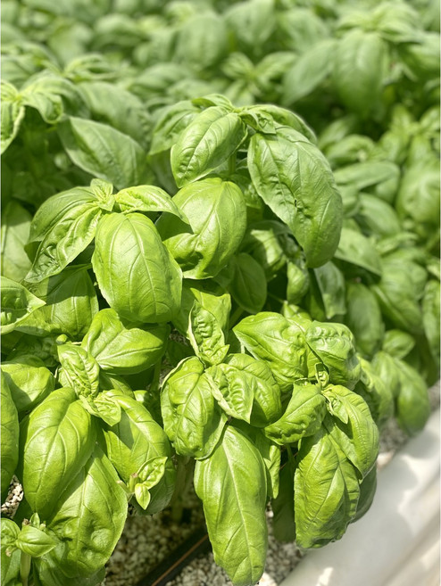 바질 큰잎 생바질 페스토용 1kg + 100g 중량UP, 1개