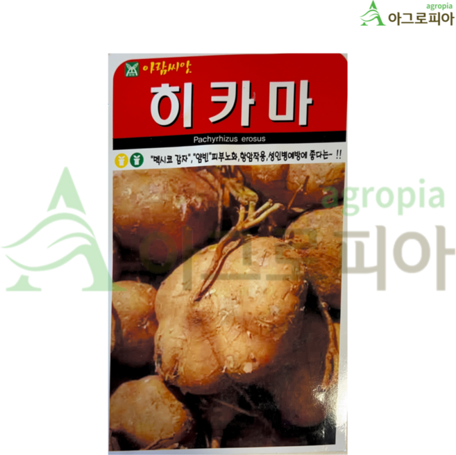 슈퍼도라지 더덕 인삼 황기 백하수오 잔대 우엉 당귀 히카마 얌빈 멕시코감자 뿌리채소 재래종 야생 씨앗 씨 종자, 히카마(멕시코감자), 1개